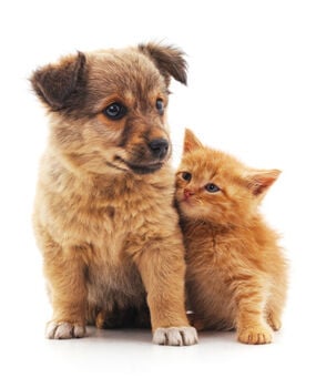 What to Know About Pet Trusts